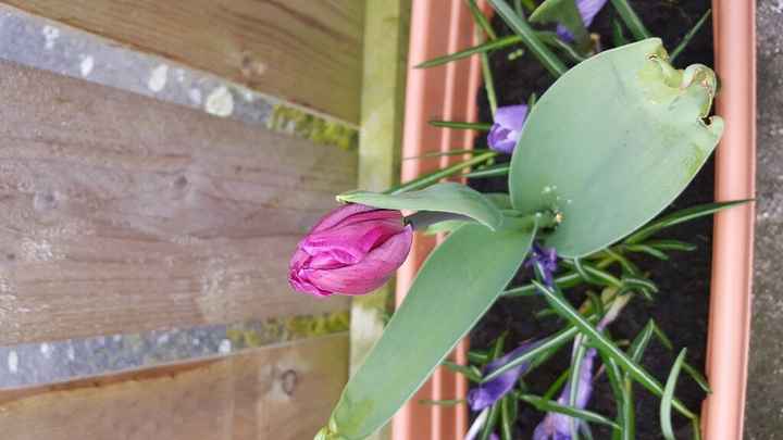 Bouquet di peonie - 1