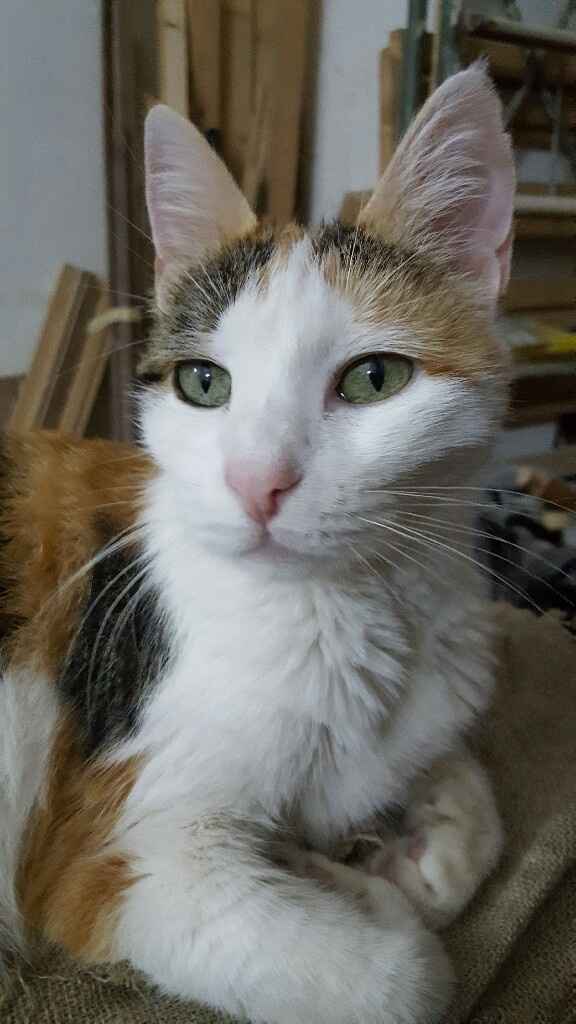 Abbiamo allargato la famiglia! - 1