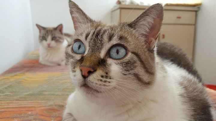 Abbiamo allargato la famiglia! - 5