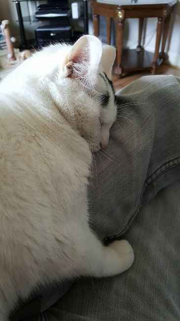 Prenderete un animale domestico? Quale? - 1