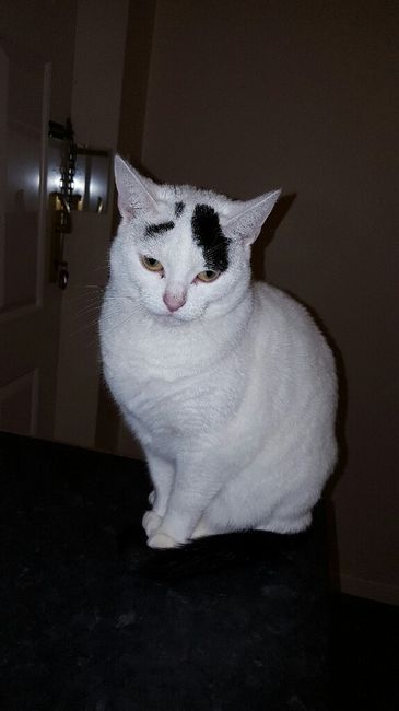 Abbiamo allargato la famiglia! - 2