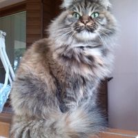 Matrimonio, gatto ed allergia.. - 1