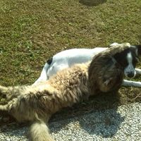 Too cute: i vostri amici animali - 0