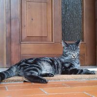 Too cute: i vostri amici animali - 2