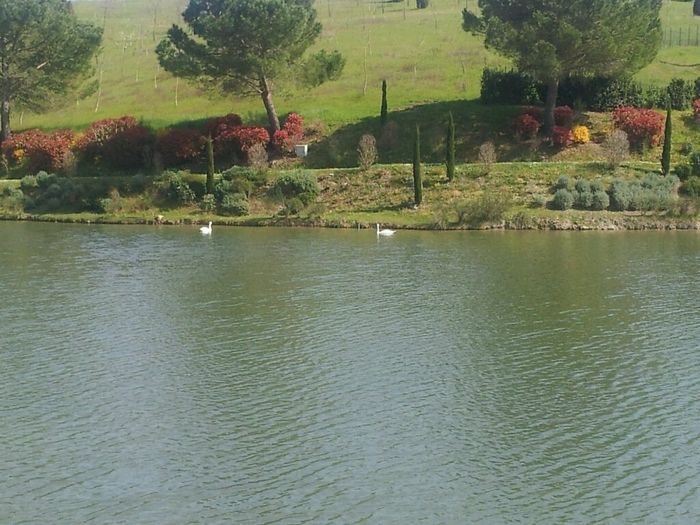 Ristorante il lago - 3