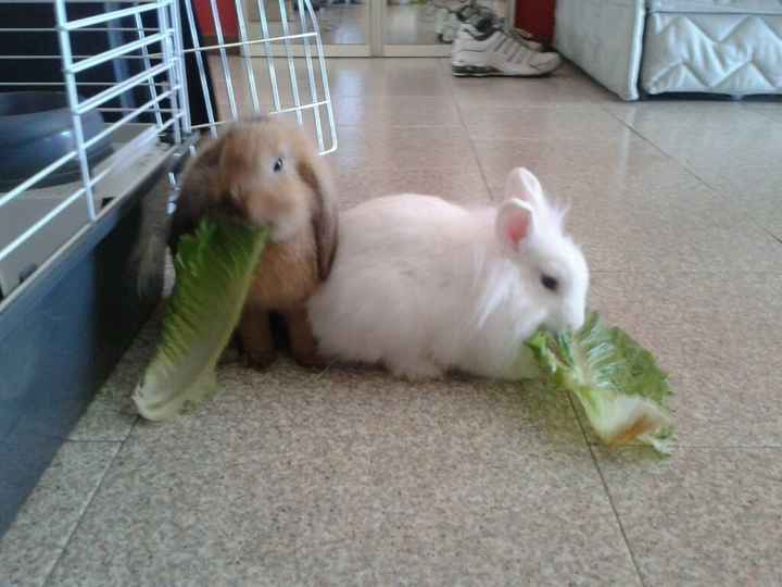 Animali domestici - 1