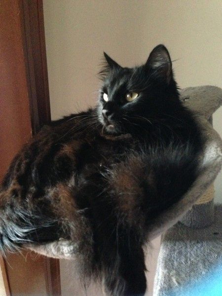 Le foto dei vostri animali - 1