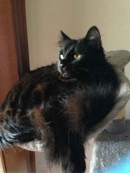 Le foto dei vostri animali - 1