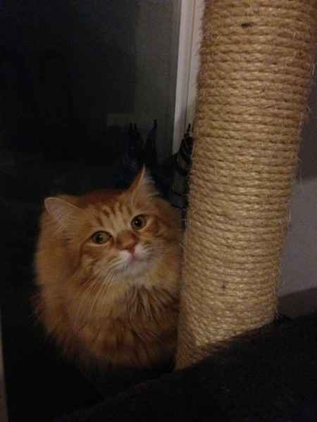 Le foto dei vostri animali - 2