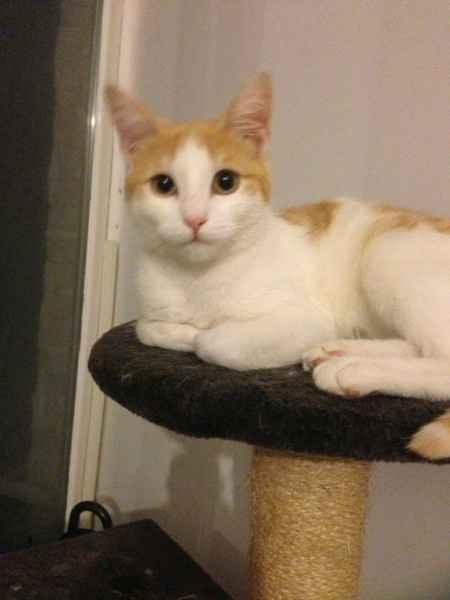 Le foto dei vostri animali - 3