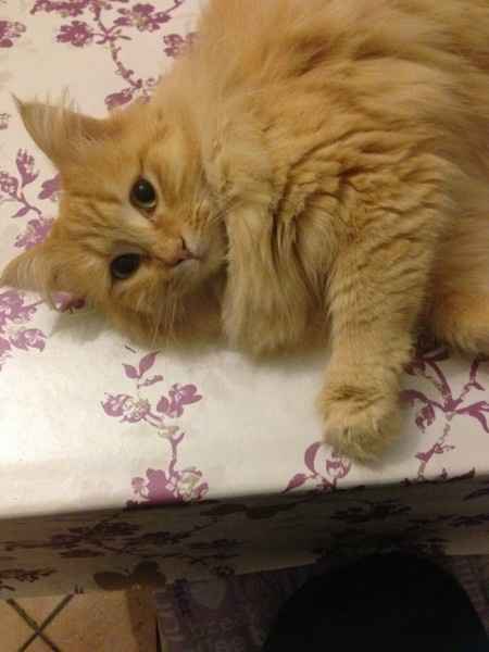 Le foto dei vostri animali - 4