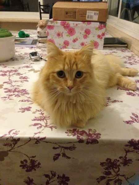 Le foto dei vostri animali - 5