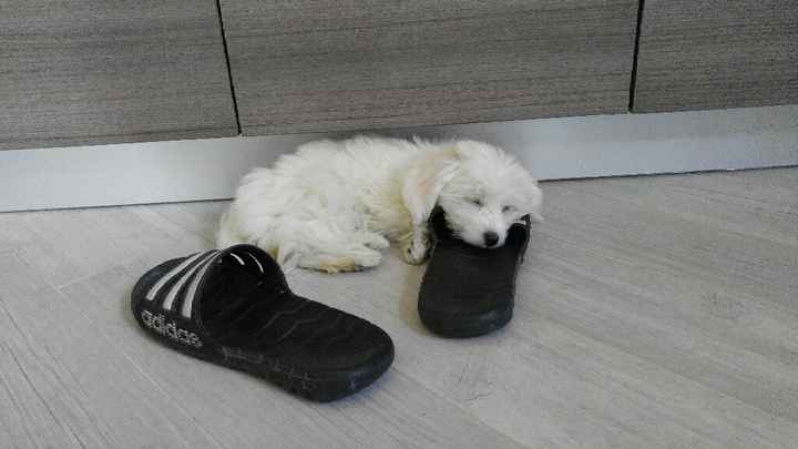 La famiglia si allarga - 1