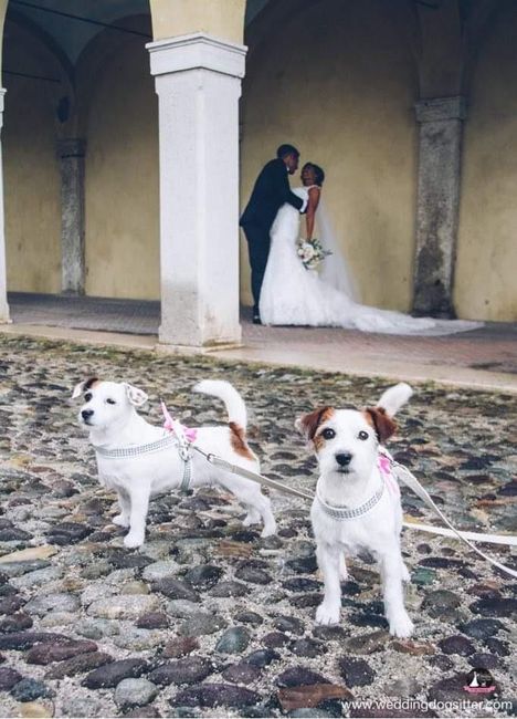 Auguri ai nostri amici a quattro zampe che averanno sempre un posto speciale nel nostro cuore - 1