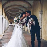 Cane al matrimonio! - 1