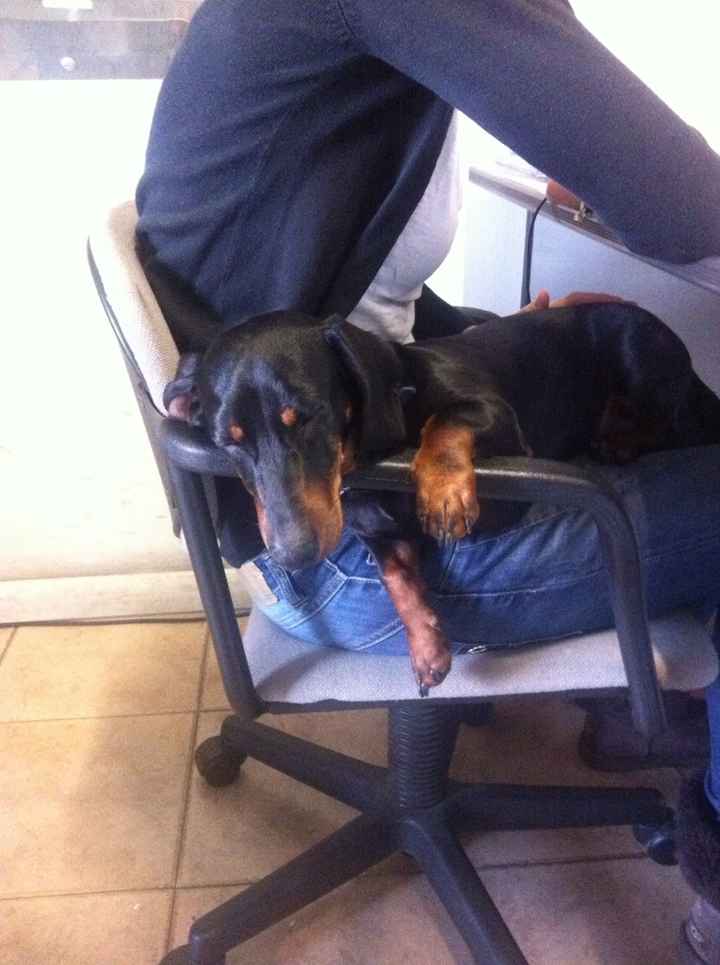 Le foto dei vostri animali - 1