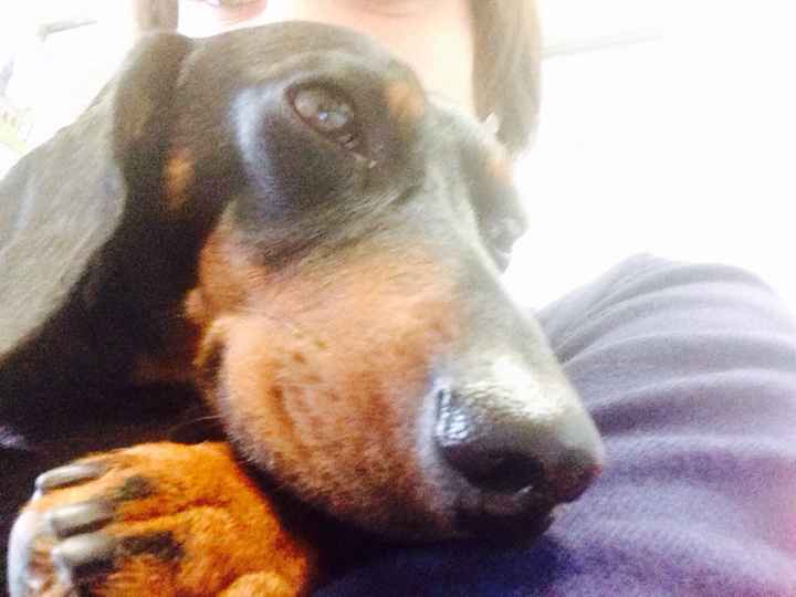 Animali domestici - 1