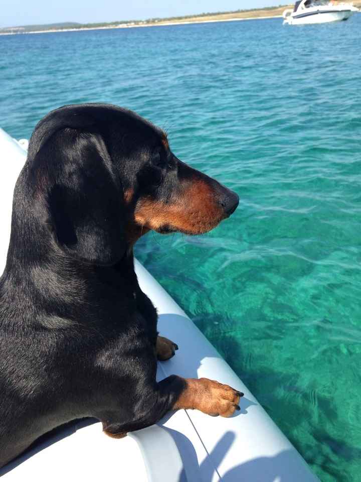 Cuccioli di casa... - 1