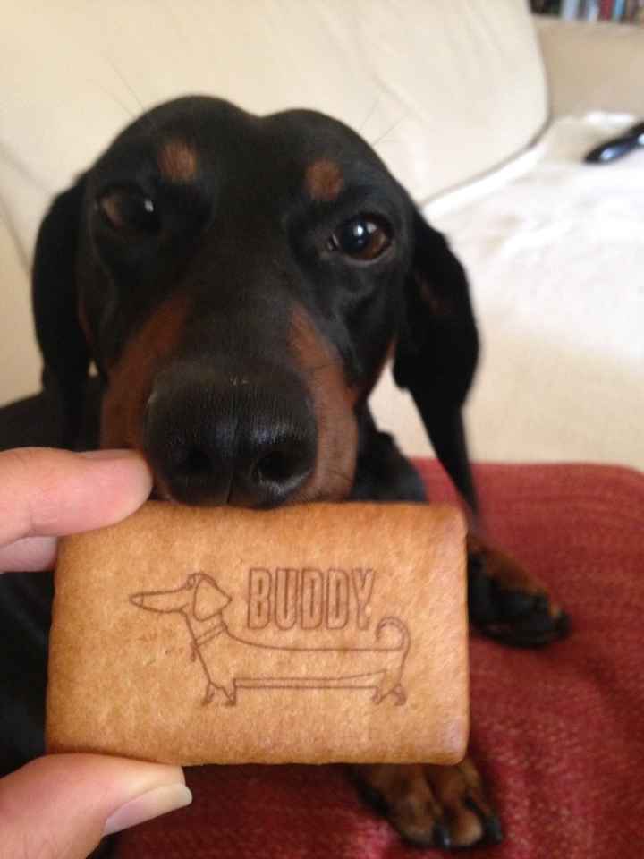 Compagno a 4 zampe? - 1