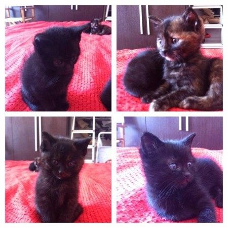 Vivere insieme a loro