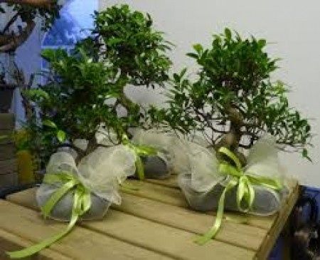 bomboniera bonsai