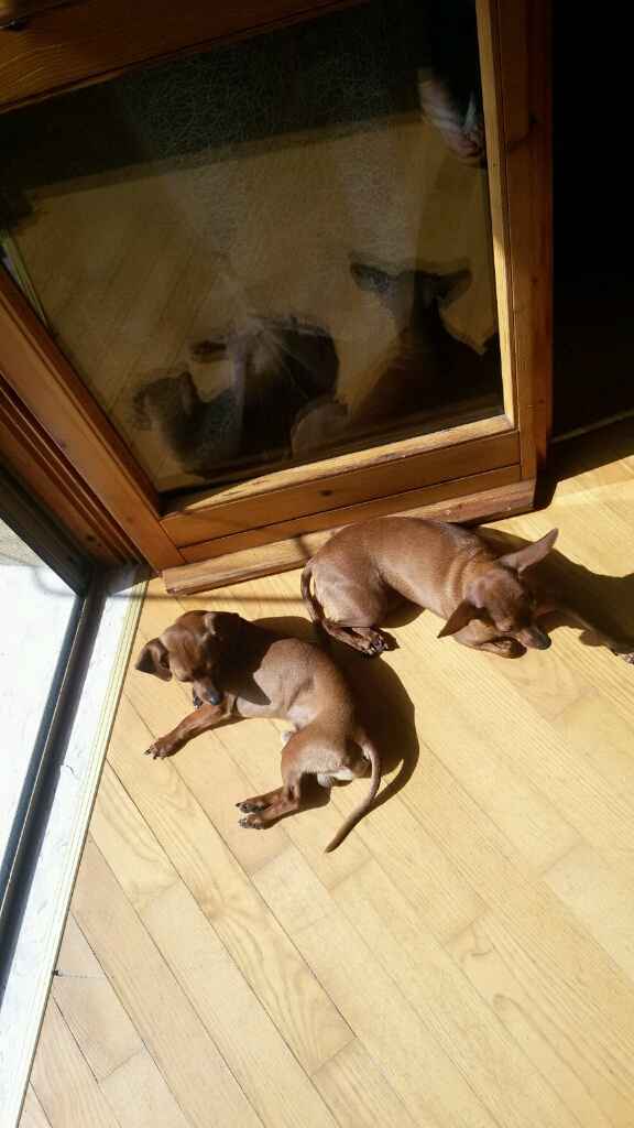 Le foto dei vostri animali - 1