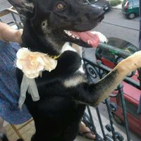 Le foto dei vostri animali - 1