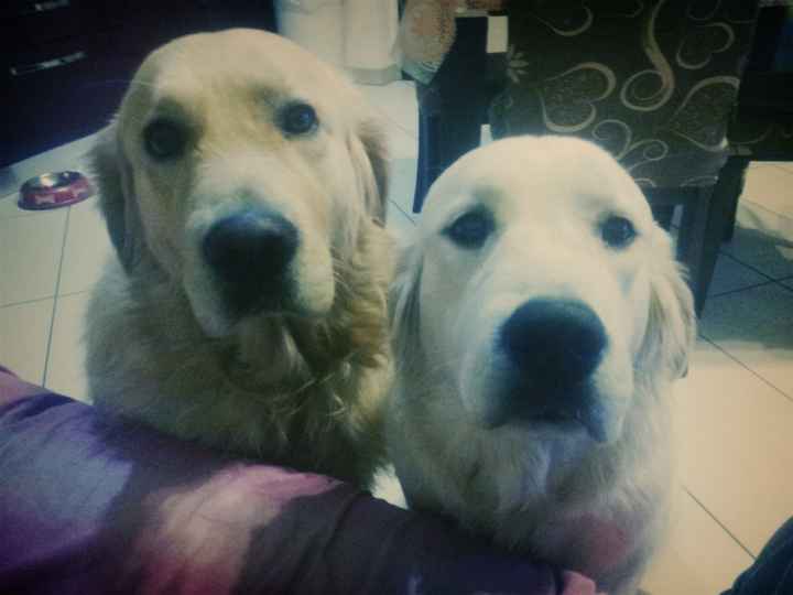 I nostri amici animali.. - 2