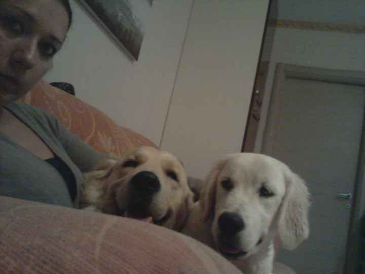 Se amate i vostri animali, non portaeli con voi in viaggio di nozze - 1