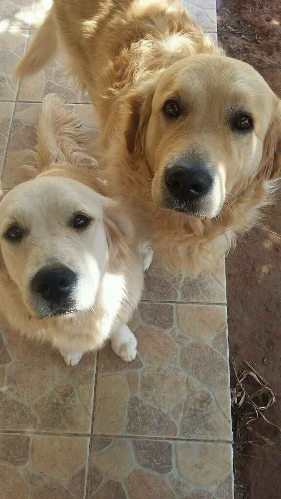 Animaletti in casa - 1