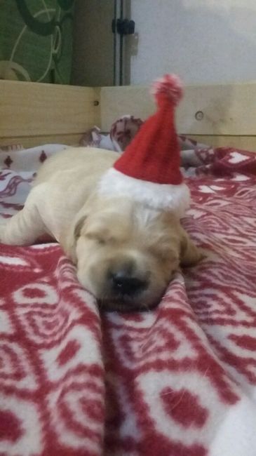 I nostri amici a 4 zampe - 3