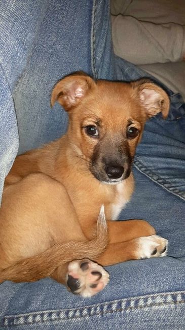 I nostri amici a 4 zampe - 1