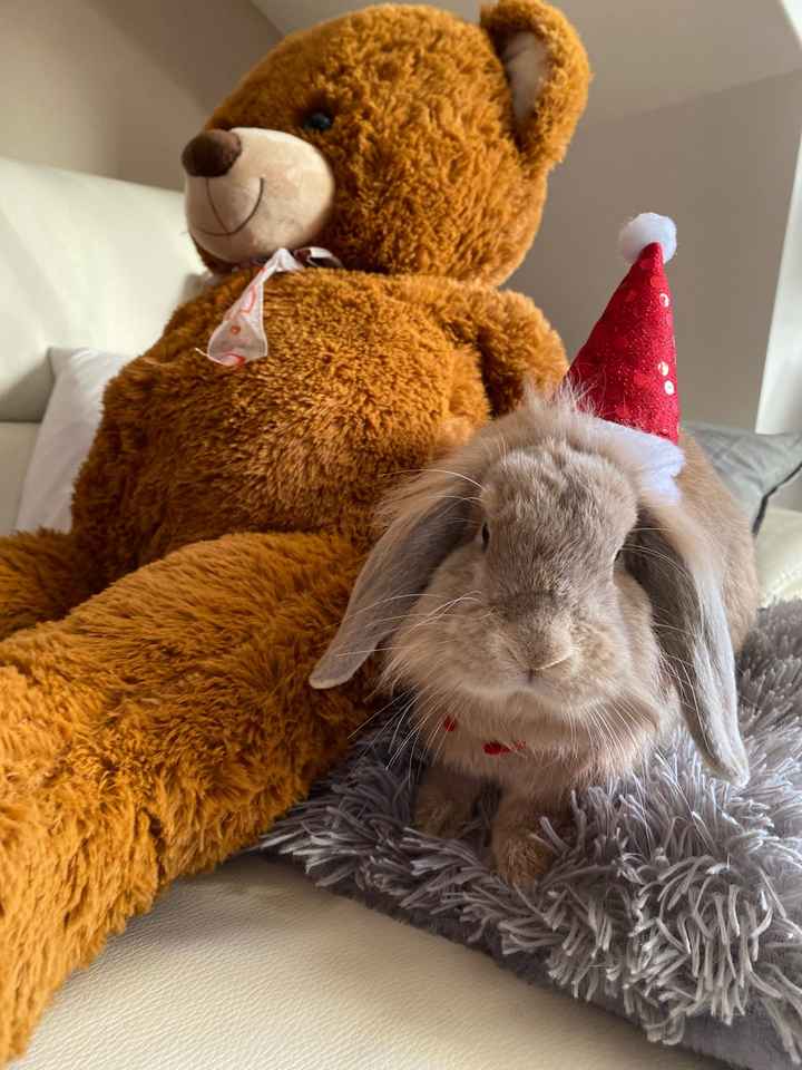 Ci saranno i vostri amichetti pelosi alle nozze? - 1