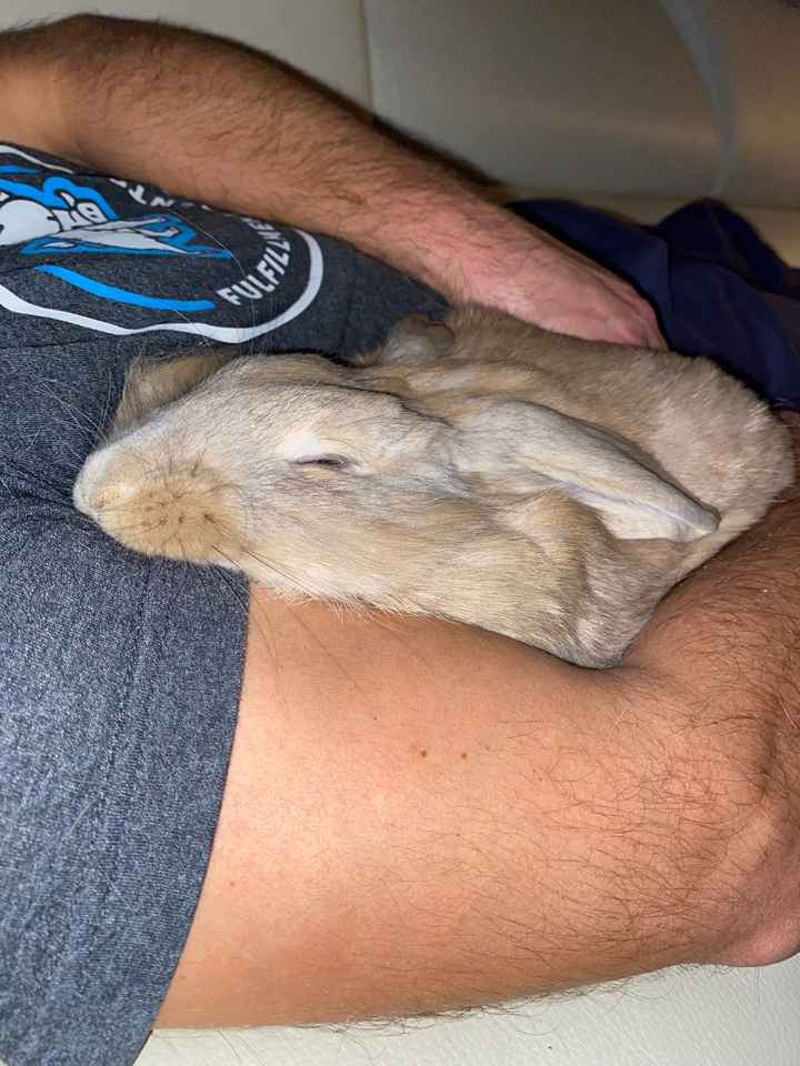 Ci saranno i vostri amichetti pelosi alle nozze? - 1