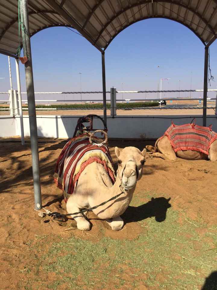 Viaggio di nozze ✈️ - 6