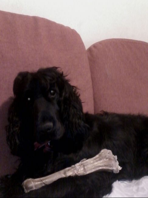 Too cute: i vostri amici animali - 5