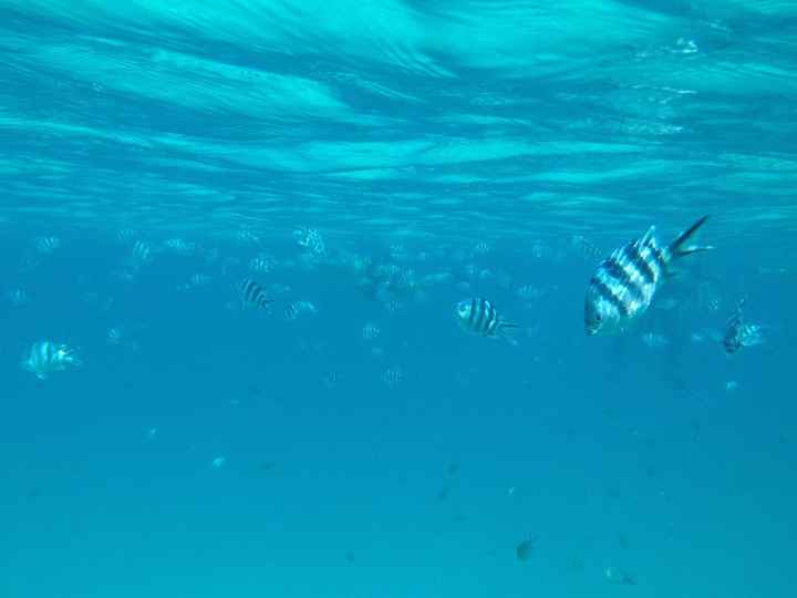 Tanzania e zanzibar/ kenya e zanzibar - 3