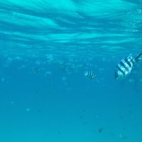 Tanzania e zanzibar/ kenya e zanzibar - 3