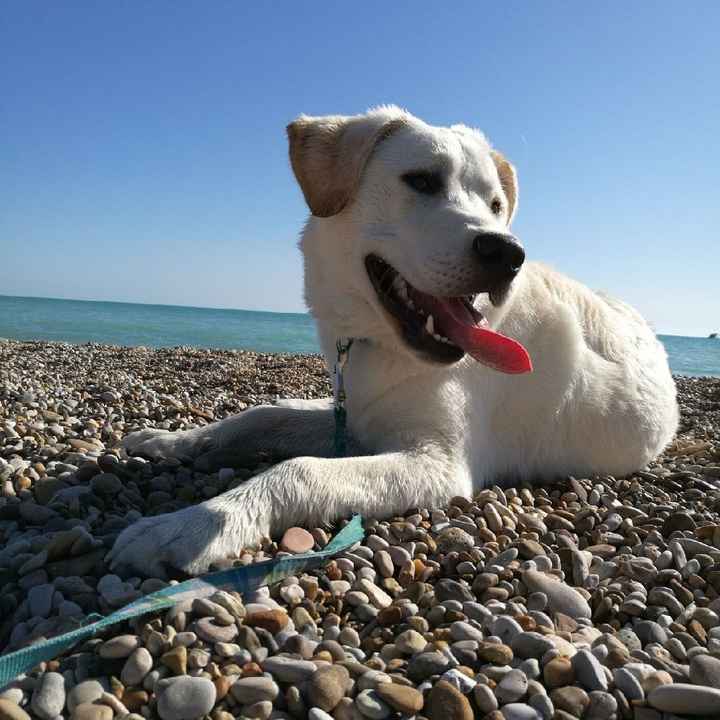 Il mio labrador 💙 Achille al nostro Big Day ❤ - 1