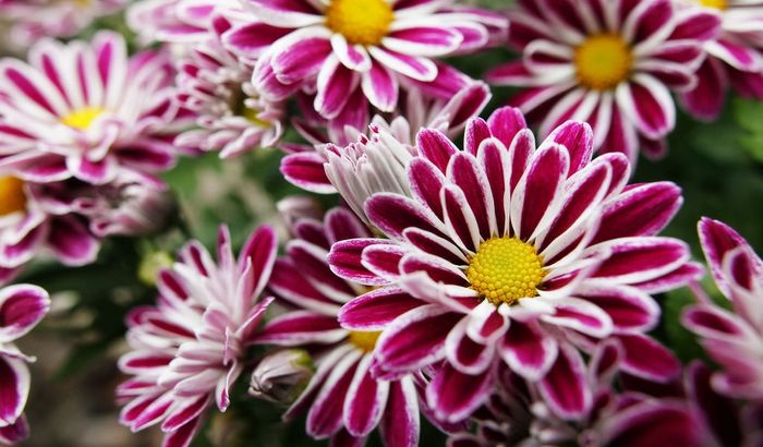 decorazioni x damigelle e per il mio buchè