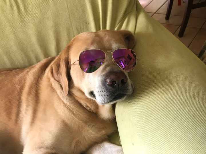 Convivenze pelose!🐶🐱🐹🐰 - 2