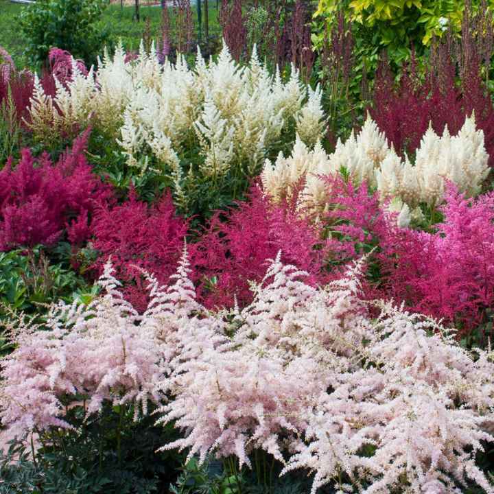 Decorazioni floreali - 2