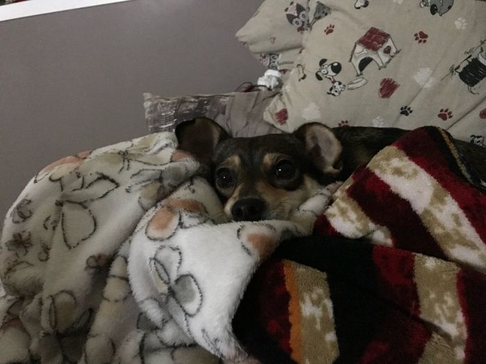  Vivere insieme ad...un animale domestico! - 2