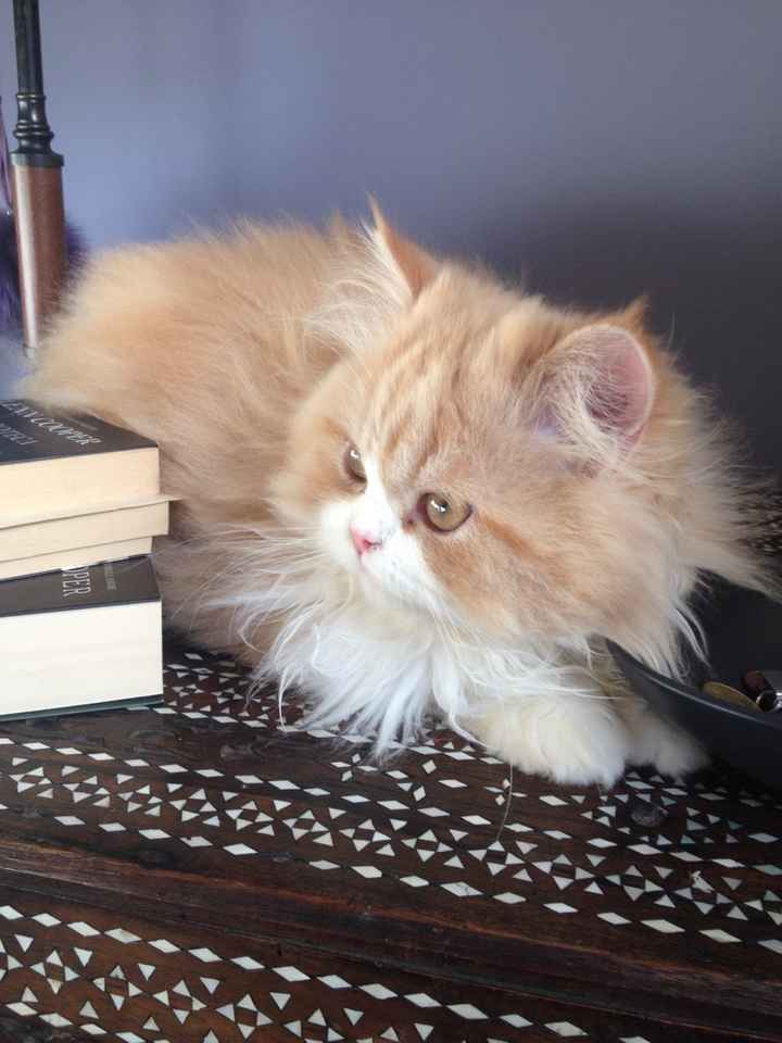 Compagno a 4 zampe? - 2