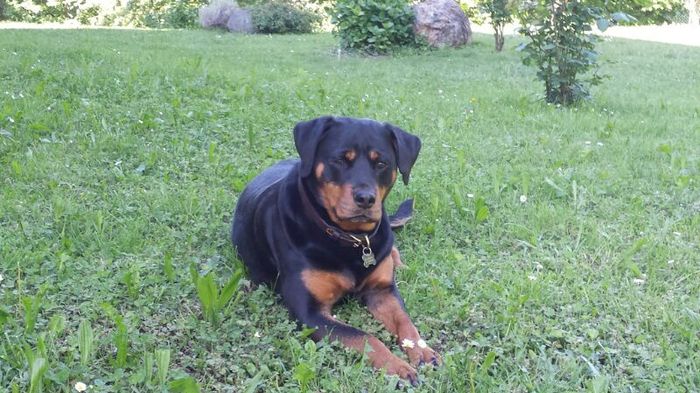 I miei bambini a 4 zampe - 1