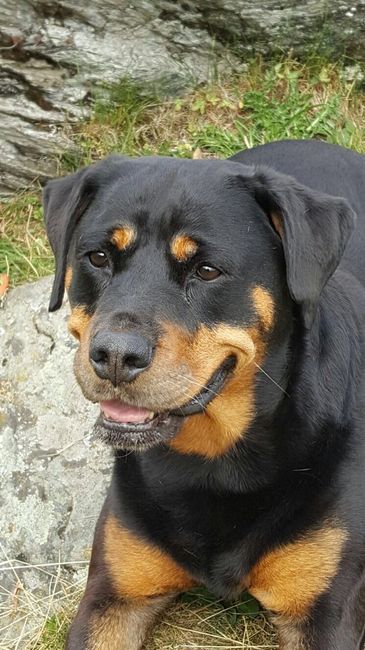 I nostri amici a 4 zampe - 1