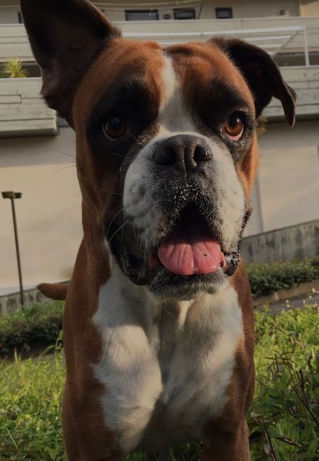 Il vostro amico a 4 zampe - 1