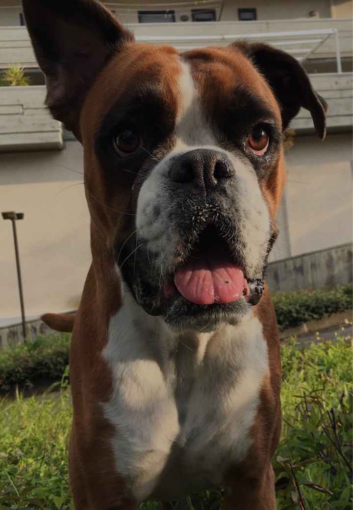 Il vostro amico a 4 zampe - 1