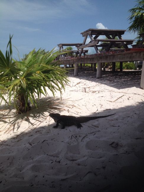 Cayo Rico con le sue iguane