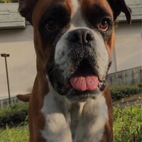 Il vostro amico a 4 zampe - 1